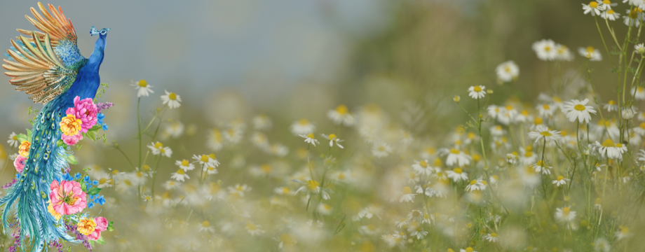 Slider Image 3